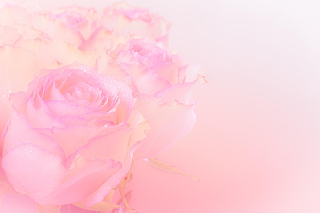 Close up of pink roses bouquet on light pink background soft filter