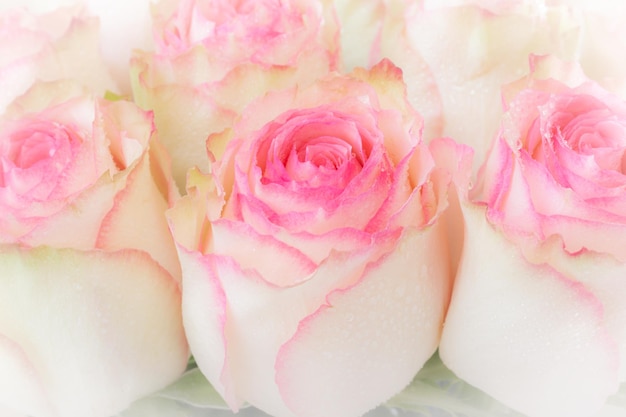 Close up of pink roses bouquet on white background soft filter