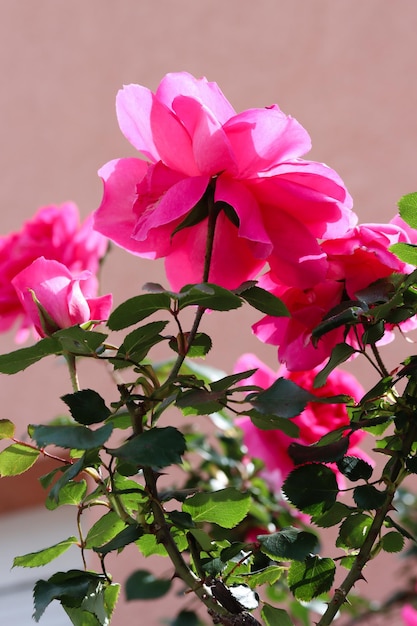 Close up of pink roses in the garden in bright morning lightning Queen Elizabeth tender pink rose flowers in full bloom against the pink wall Rose garden beauty