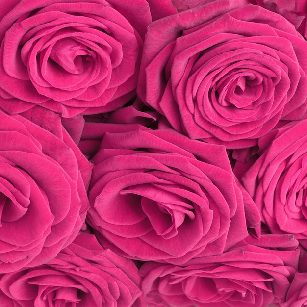 Close-up of pink roses. Roses background for Valentine's Day background