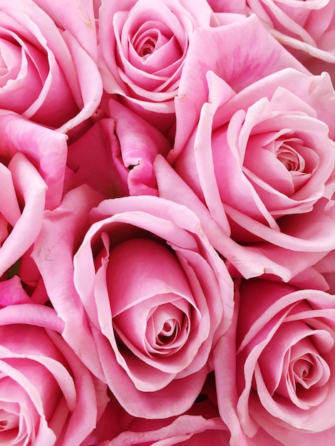 Photo close-up of pink roses