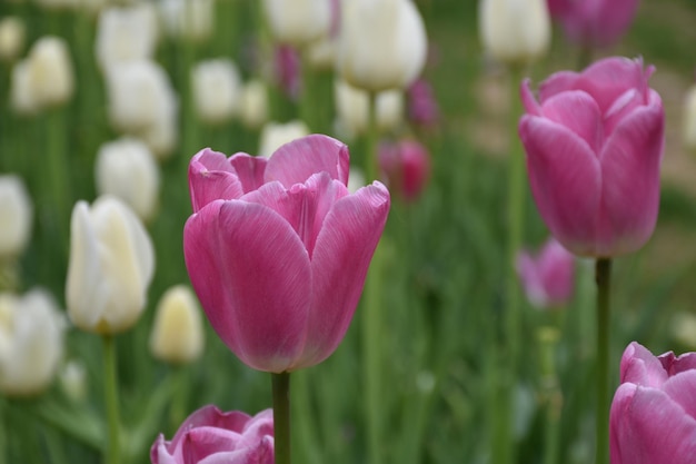 Photo close-up of pink tulip