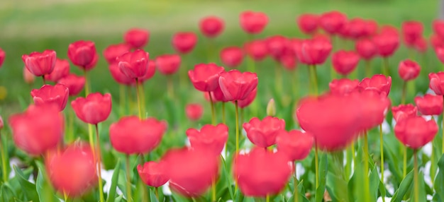 Close-up of pink tulips in a field of pink tulips on blurred bokeh background. Artistic nature scene