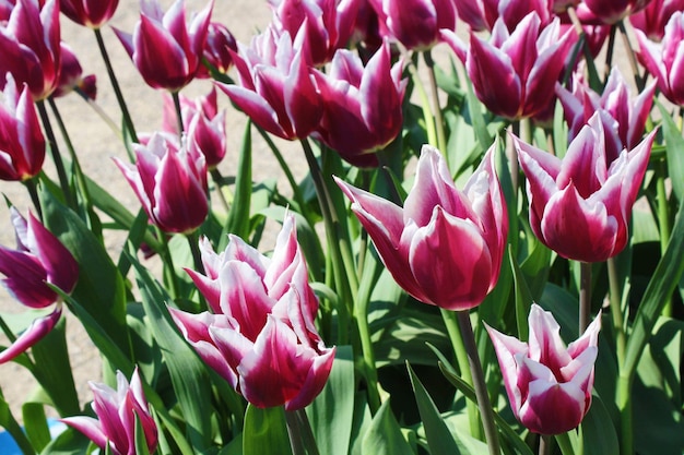 Close-up of pink tulips in field