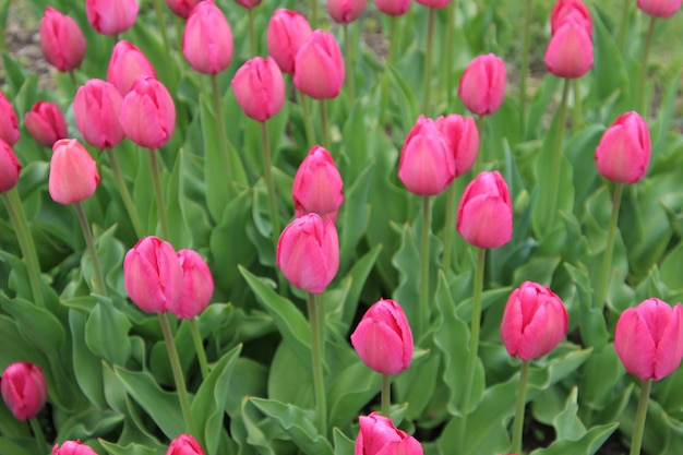 Close-up of pink tulips growing on field