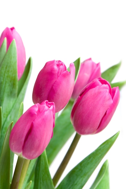 Close-up pink tulips isolated on white