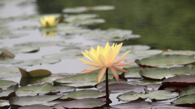 Close up of pink water lily