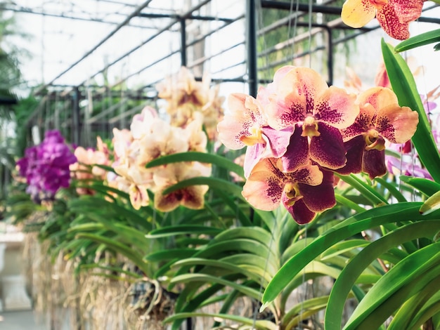 Close up Pink Yellow Vanda Orchid flower in orchid garden at summer or spring day. Orchid flower for nature beauty and agriculture background design. Selective Focus. Shallow DoF.