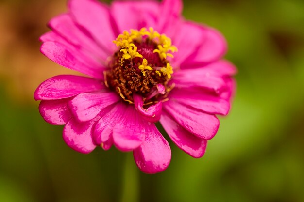 Close up pink zinnia violacea