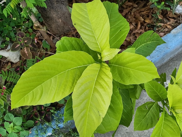 Close up of pisonia grandis plant