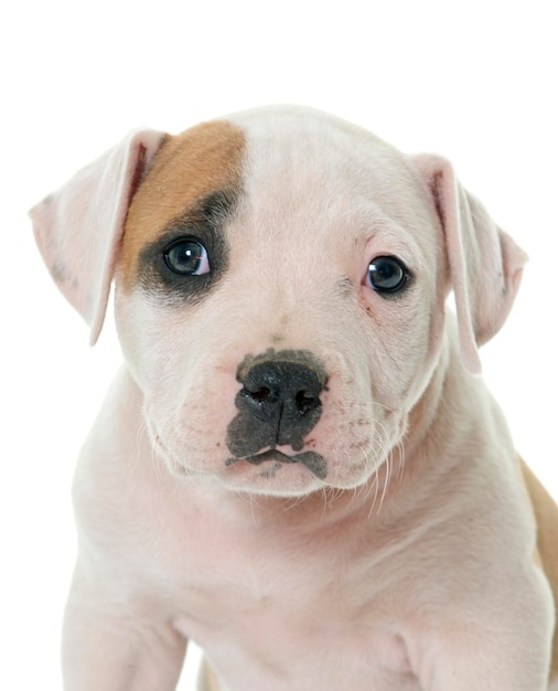 Close-up pit bull terrier puppy sitting against white background