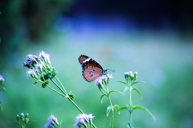 Close up of Plain Tiger butterfly or also known as Danaus chrysippus butterfly resting on the plant