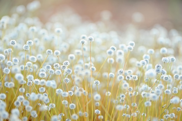 Close up of Plains Blackfoot flower growing in tropical forest.