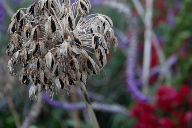 Photo close-up of plant against blurred background