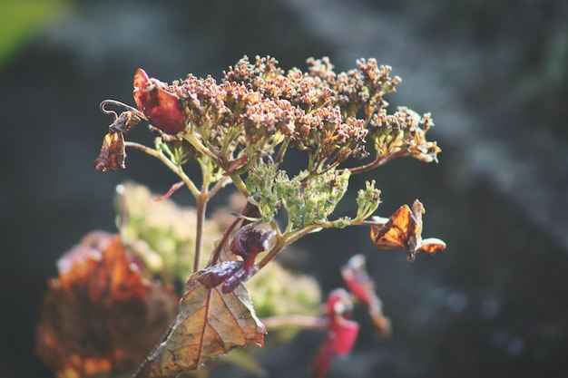 Photo close-up of plant against blurred background