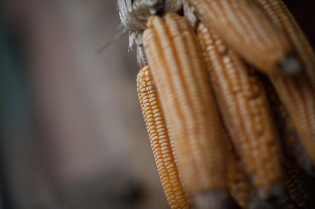 Photo close-up of plant against blurred background