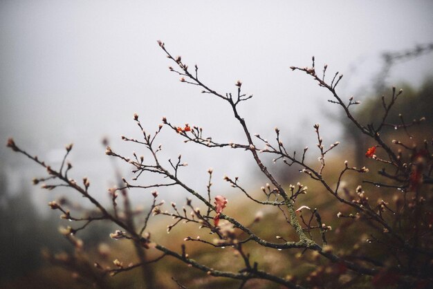 Photo close-up of plant against sky