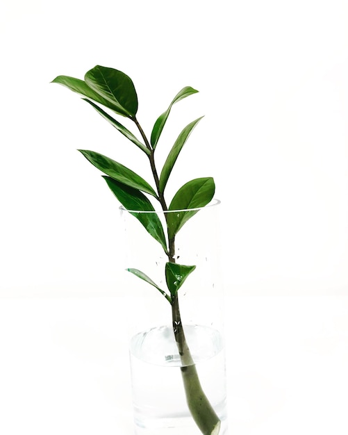 Photo close-up of plant against white background