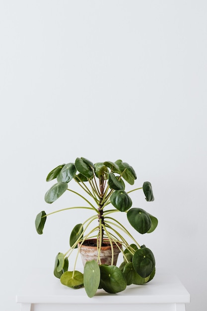 Photo close-up of plant against white background