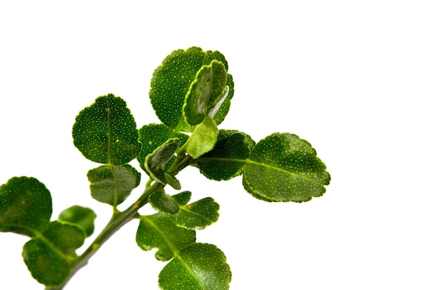 Close-up of plant against white background