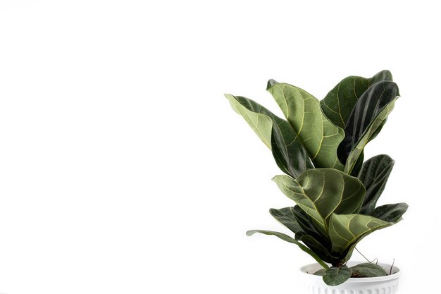 Photo close-up of plant against white background