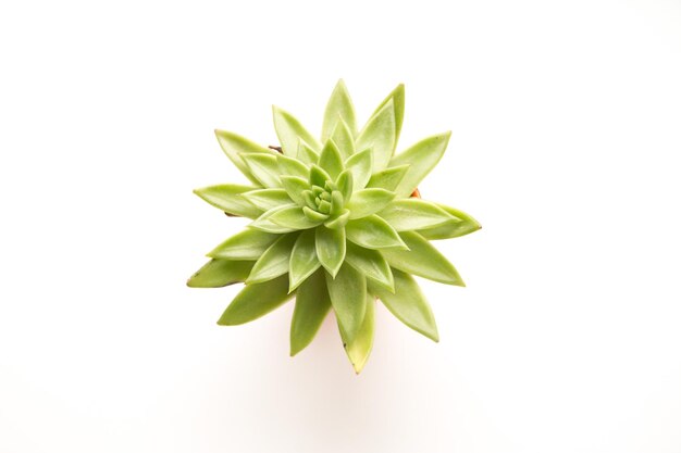 Photo close-up of plant against white background