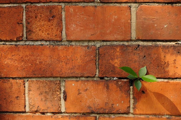 Close-up of plant growing on brick wall