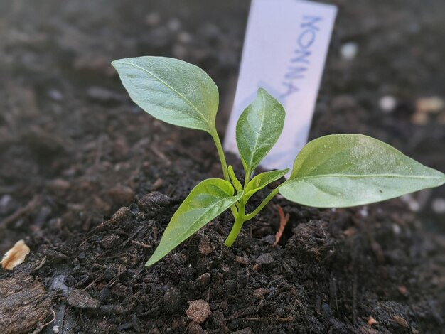 Close-up of plant growing on field