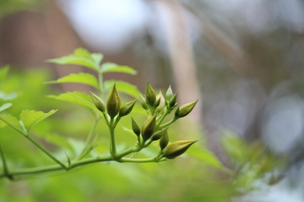 Close-up of plant growing on field