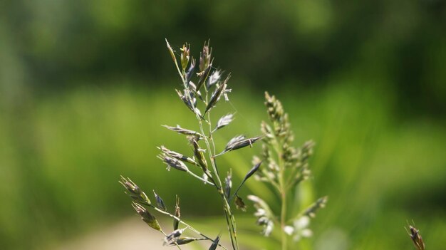 Photo close-up of plant growing on field