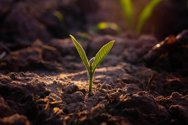 Close-up of plant growing on field