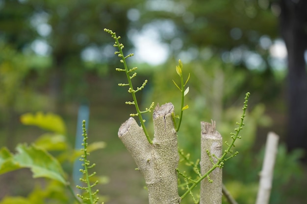 Photo close-up of plant growing on field