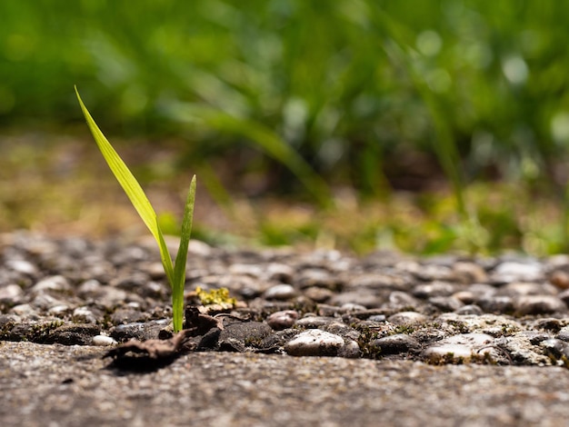 Photo close-up of plant growing on field