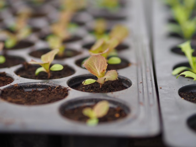 Close-up of plant growing in row