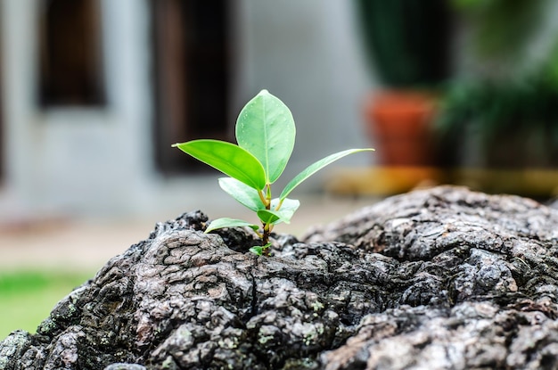 Close-up of plant growing on tree trunk