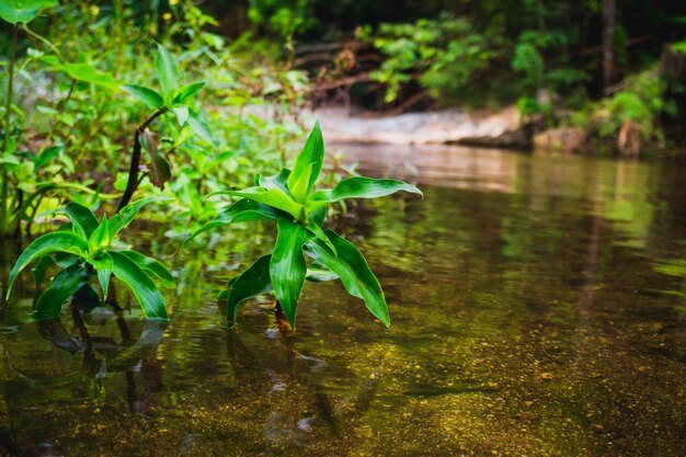 Photo close-up of plant in lake