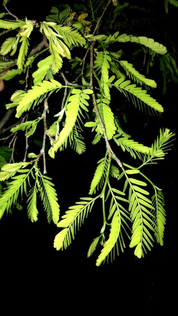 Photo close-up of plant at night