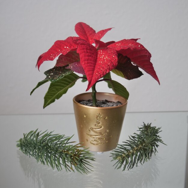 Photo close-up of plant on table against wall