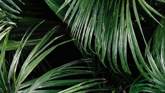 Close Up of a Plant With Abundant Green Leaves Generative AI