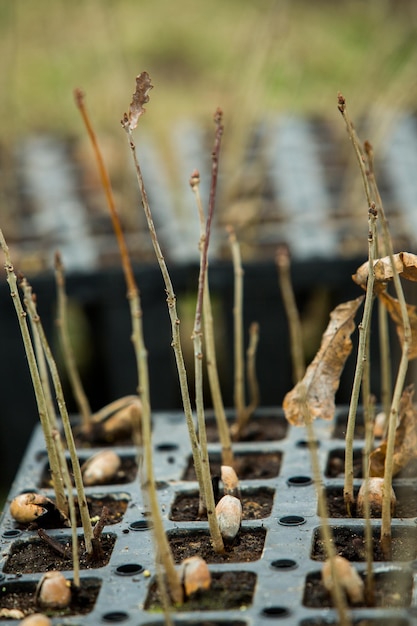 A close up of a plant with dry leaves and seeds