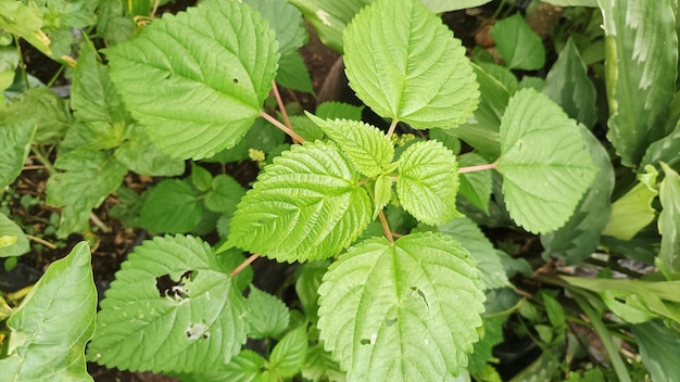 A close up of a plant with a green leaf and the word " pomegranate " on it.