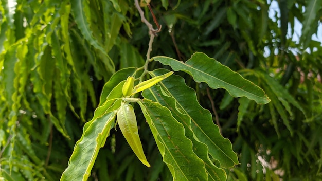 A close up of a plant with green leaves and yellow leaves