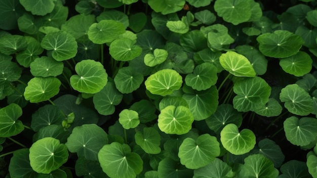 A close up of a plant with green leaves