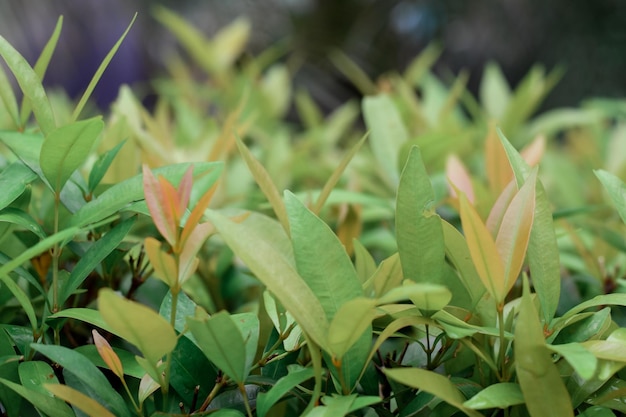 A close up of a plant with green leaves