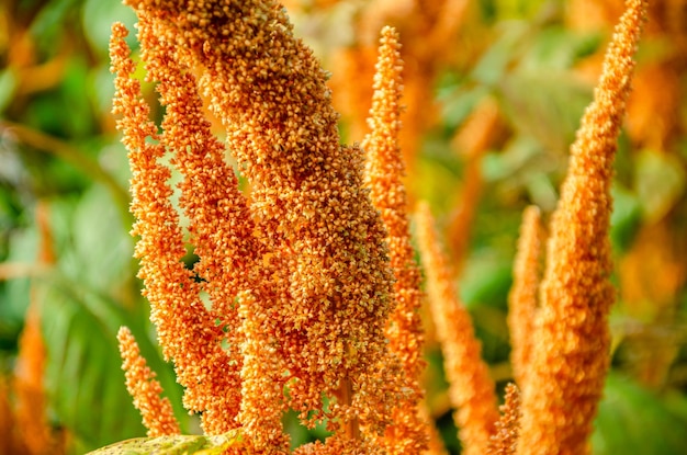 A close up of a plant with orange flowers and seeds