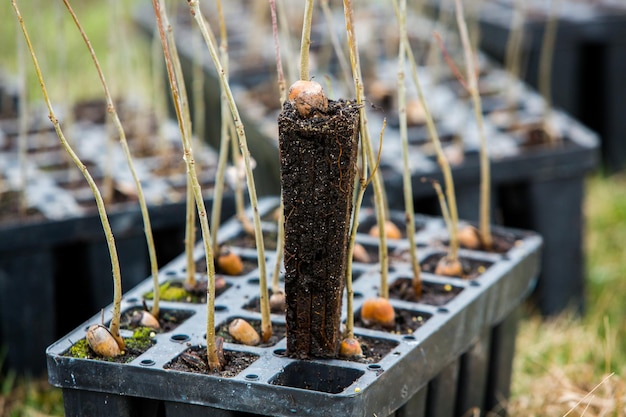 A close up of a plant with a piece of wood sticking out of it