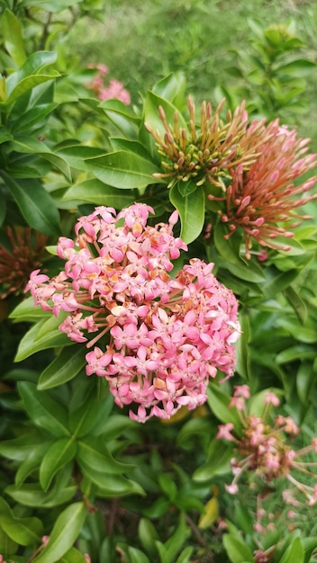 A close up of a plant with pink flowers