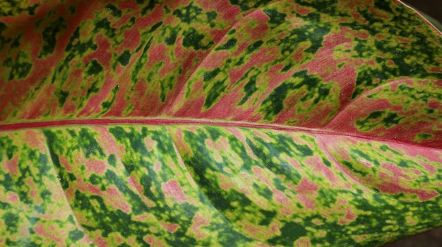 A close up of a plant with pink and green leaves Background texture of aglonema leaves