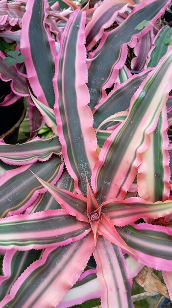 Photo a close up of a plant with pink and green leaves