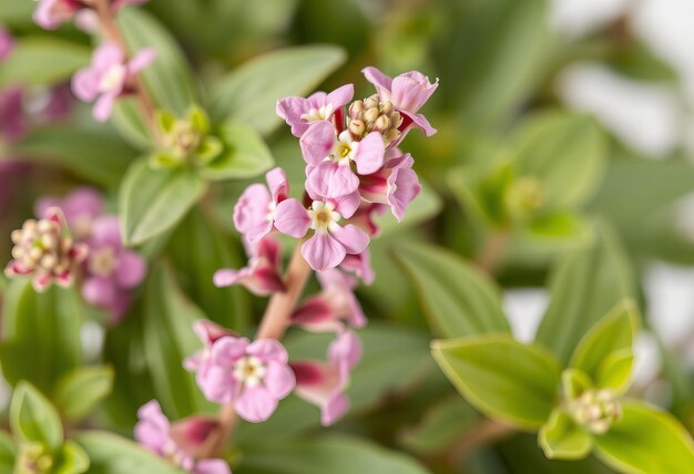 a close up of a plant with purple flowers